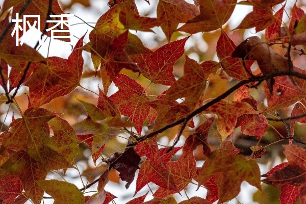 枫香与三角枫的区别,叶片与花朵均不同