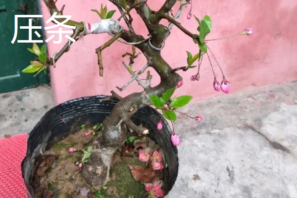 如何养殖垂丝海棠，每天提供8小时以上的光照