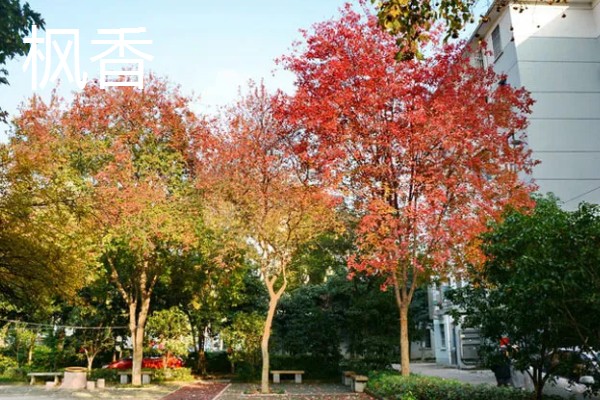 枫香与三角枫的区别,叶片与花朵均不同