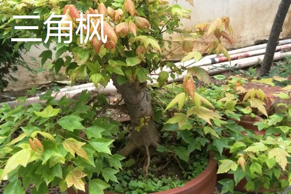 枫香与三角枫的区别,叶片与花朵均不同