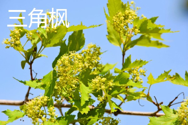 枫香与三角枫的区别,叶片与花朵均不同
