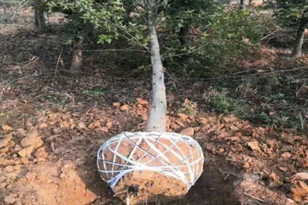 枫香与三角枫的区别,叶片与花朵均不同