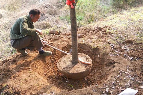 枫香与三角枫的区别,叶片与花朵均不同