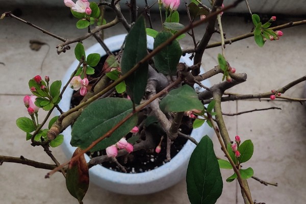 如何养殖垂丝海棠，每天提供8小时以上的光照