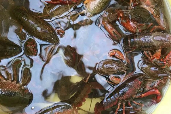 怎么清洗小龙虾，浸泡后刷干净再去除无法食用的部分