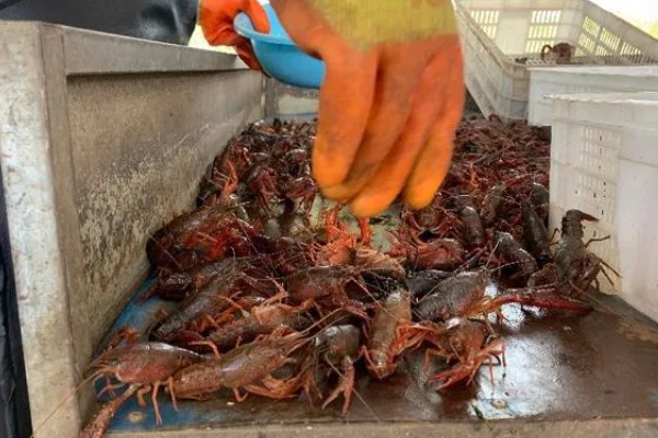 怎么清洗小龙虾，浸泡后刷干净再去除无法食用的部分