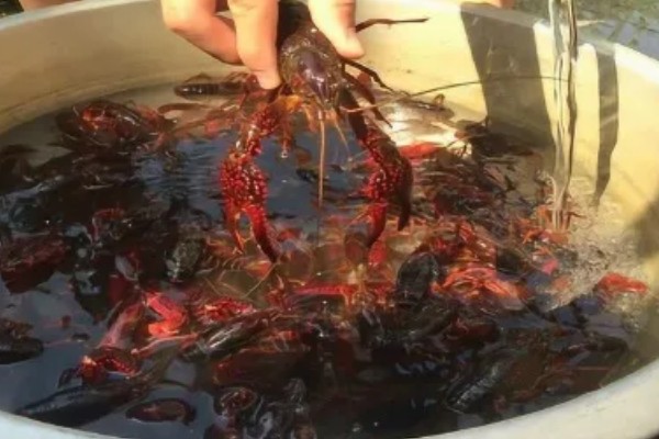 怎么清洗小龙虾，浸泡后刷干净再去除无法食用的部分