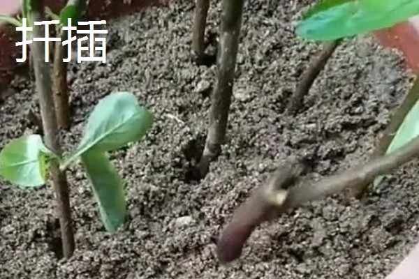 如何养殖垂丝海棠，每天提供8小时以上的光照