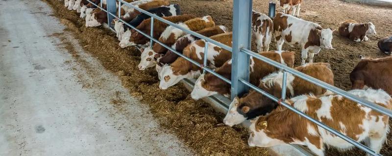 怎么喂养犊牛，出生后用母乳饲喂一个月左右