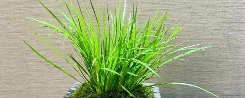 家里养菖蒲好不好，可以放家里养殖