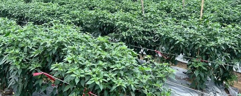 春天种什么蔬菜，有丝瓜、大葱等品种