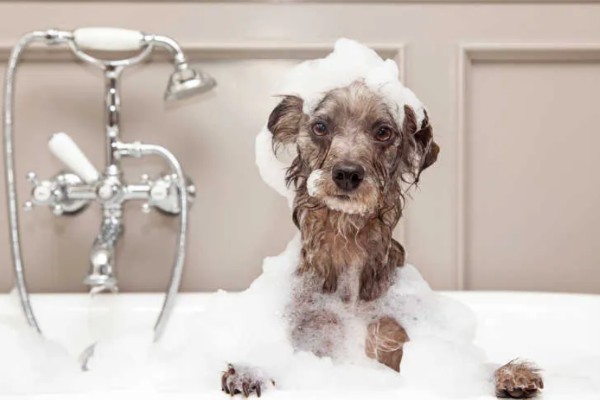 帮狗狗洗澡的方法,先洗脸再洗其它部位