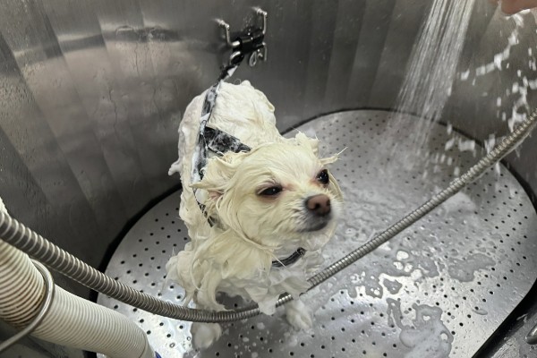 帮狗狗洗澡的方法,先洗脸再洗其它部位