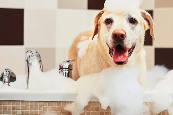 帮狗狗洗澡的方法,先洗脸再洗其它部位