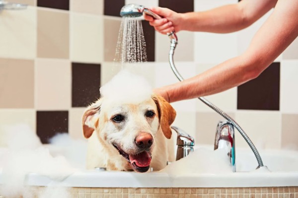帮狗狗洗澡的方法,先洗脸再洗其它部位