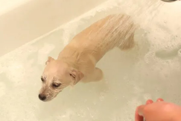 帮狗狗洗澡的方法,先洗脸再洗其它部位