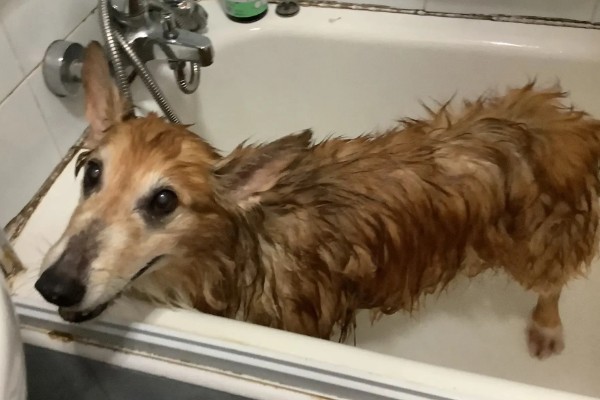 帮狗狗洗澡的方法,先洗脸再洗其它部位