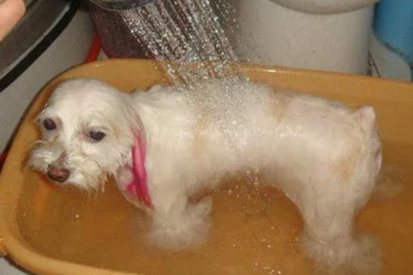 帮狗狗洗澡的方法,先洗脸再洗其它部位