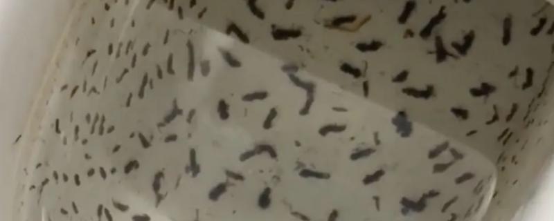 蛾蚋幼虫怎么彻底灭杀，将杀虫剂兑水稀释再倒入下水道