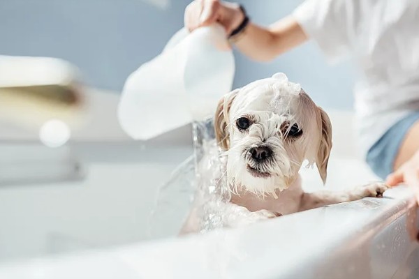 帮狗狗洗澡的方法,先洗脸再洗其它部位