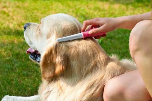 帮狗狗洗澡的方法,先洗脸再洗其它部位