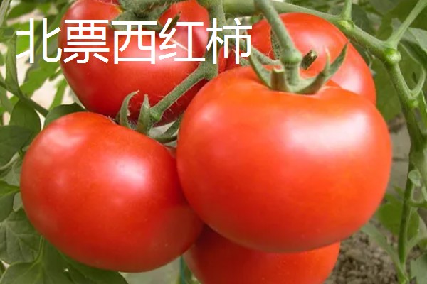 辽宁省朝阳市的水果特产，北票西红柿物美价廉