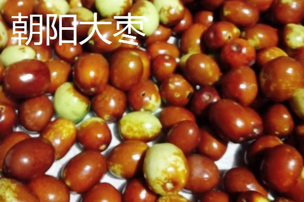 辽宁省朝阳市的水果特产，北票西红柿物美价廉