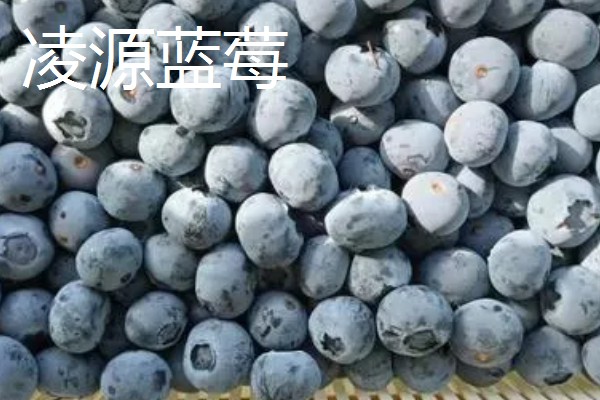 辽宁省朝阳市的水果特产，北票西红柿物美价廉