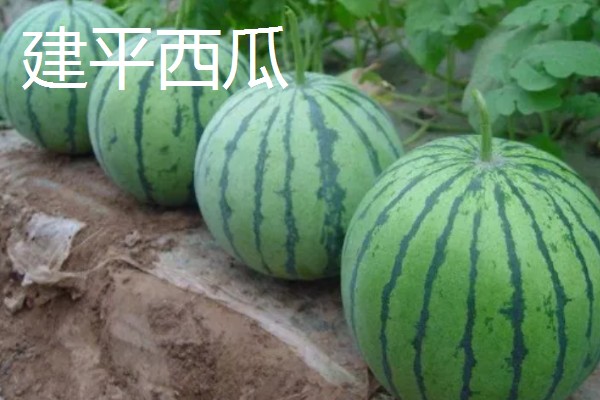 辽宁省朝阳市的水果特产，北票西红柿物美价廉