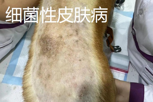 狗狗有哪些常见的皮肤病,有细菌性、真菌性皮肤病等