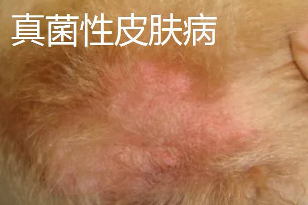 狗狗有哪些常见的皮肤病,有细菌性、真菌性皮肤病等