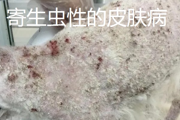 狗狗有哪些常见的皮肤病,有细菌性、真菌性皮肤病等