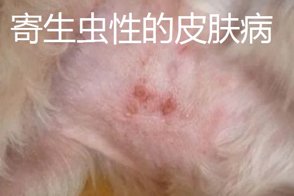 狗狗有哪些常见的皮肤病,有细菌性、真菌性皮肤病等