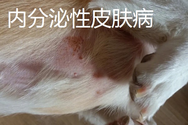 狗狗有哪些常见的皮肤病,有细菌性、真菌性皮肤病等