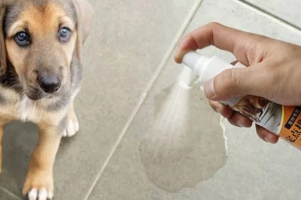 狗狗有哪些常见的皮肤病,有细菌性、真菌性皮肤病等