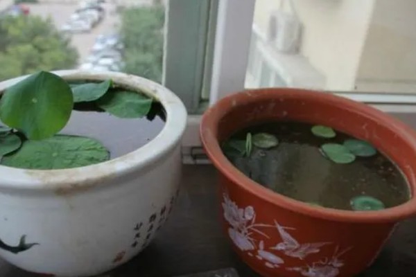 碗莲发芽后的种植方式,要选择深盆作为养殖器皿