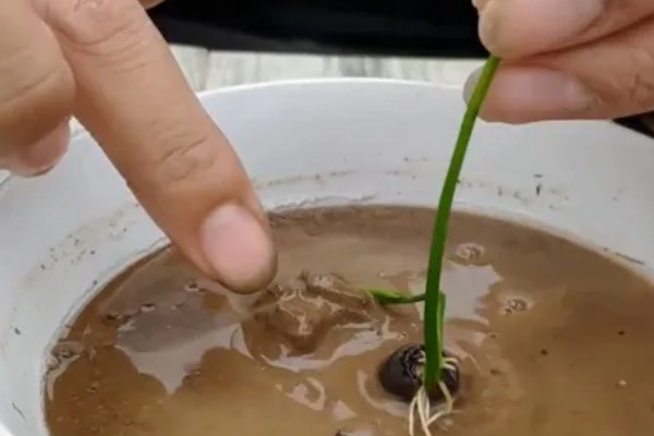 碗莲发芽后的种植方式,要选择深盆作为养殖器皿