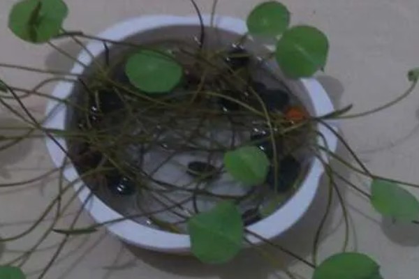 碗莲发芽后的种植方式,要选择深盆作为养殖器皿