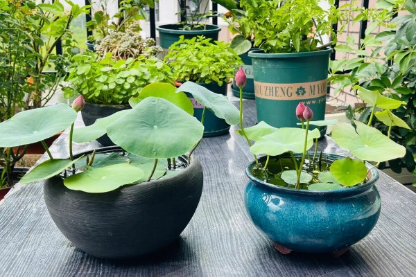 碗莲发芽后的种植方式,要选择深盆作为养殖器皿
