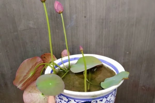 碗莲发芽后的种植方式,要选择深盆作为养殖器皿
