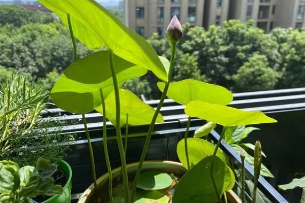 碗莲发芽后的种植方式,要选择深盆作为养殖器皿