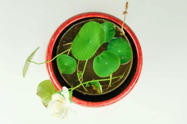 碗莲发芽后的种植方式,要选择深盆作为养殖器皿