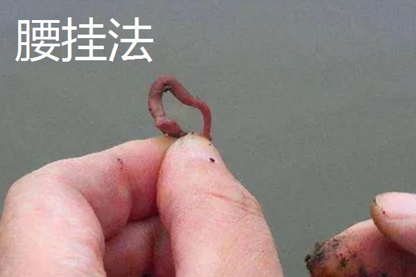 钓鱼用蚯蚓怎么挂钩,常用腰挂法、节挂法、尾挂法