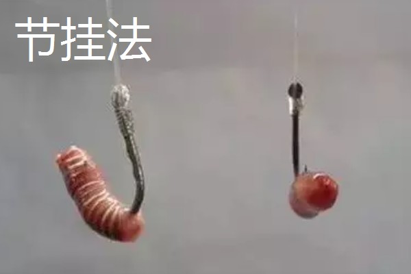 钓鱼用蚯蚓怎么挂钩,常用腰挂法、节挂法、尾挂法