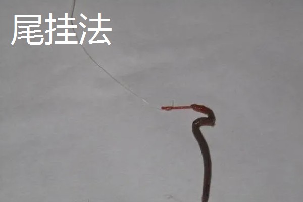 钓鱼用蚯蚓怎么挂钩,常用腰挂法、节挂法、尾挂法