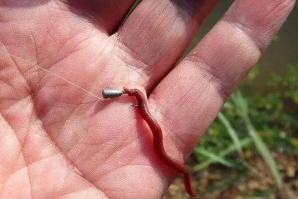 钓鱼用蚯蚓怎么挂钩,常用腰挂法、节挂法、尾挂法