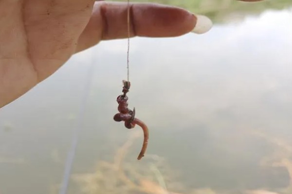 钓鱼用蚯蚓怎么挂钩,常用腰挂法、节挂法、尾挂法