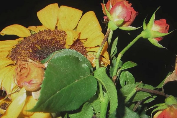 三朵玫瑰一朵向日葵的寓意，寓意温暖幸福、美好爱情等