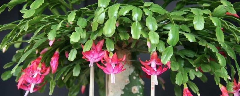 蟹爪兰烂根怎么办，剪除烂根经过消毒后换土重栽