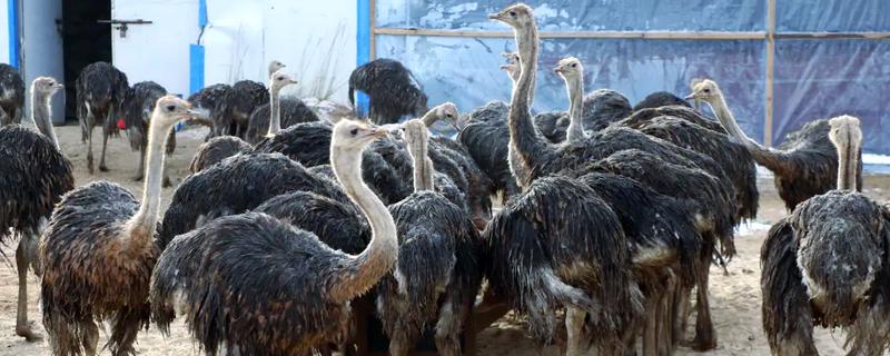 养殖鸵鸟的注意事项，选择相对安静的地方养殖